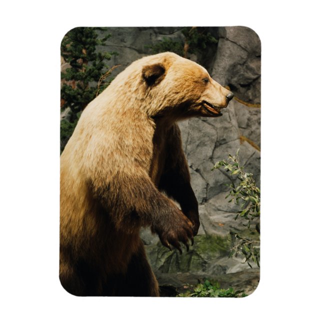 Proud Bear Magnet (Vertical)