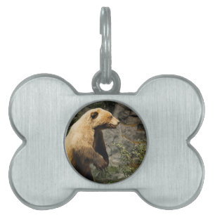 Proud Bear Pet ID Tag