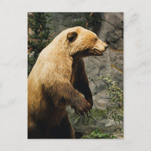 Proud Bear Postcard