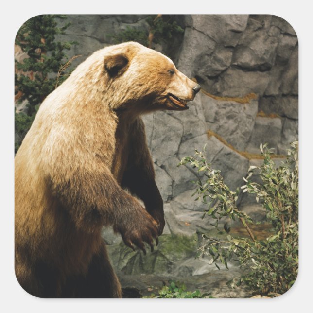 Proud Bear Square Sticker (Front)