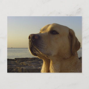 Proud Boy Postcard