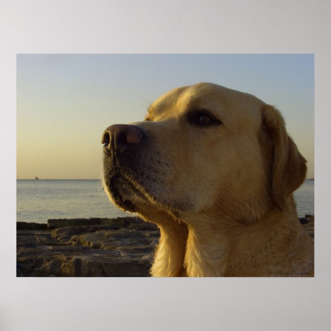 Proud Boy Poster (Front)