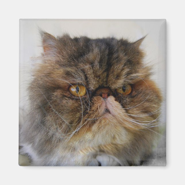 Proud Calico Persian Cat Magnet (Front)