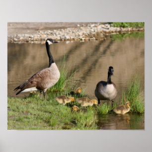 Proud Canada Goose Family Wildlife Poster