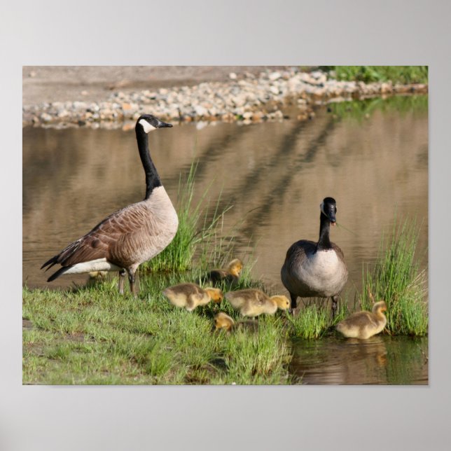Proud Canada Goose Family Wildlife Poster (Front)