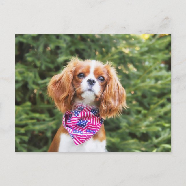 Proud Cavalier King Charles Spaniel Puppy Postcard (Front)