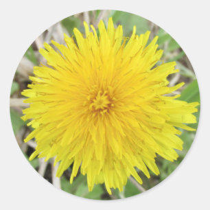 Proud Dandelion Flower Classic Round Sticker