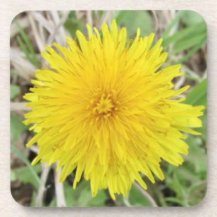 Proud Dandelion Flower. Coaster