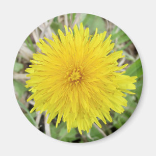 Proud Dandelion Flower. Magnet