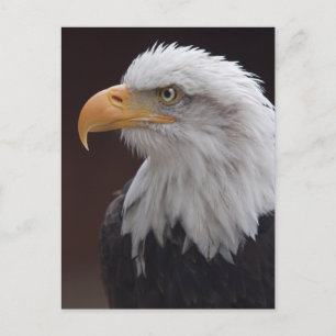 Proud Eagle Postcard