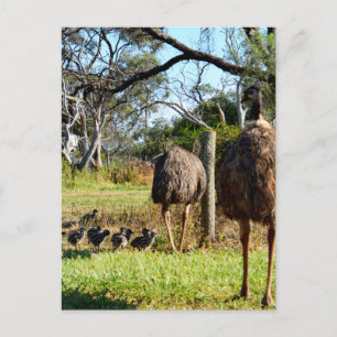 Proud Emu Parents, Postcard