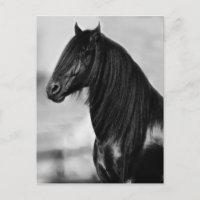 Proud Friesian black stallion horse