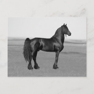 Proud Friesian black stallion horse Postcard