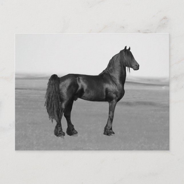 Proud Friesian black stallion horse Postcard (Front)