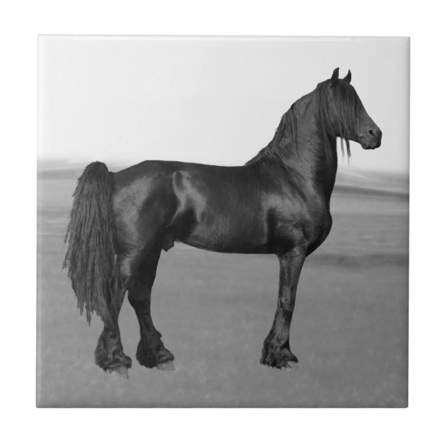 Proud Friesian black stallion horse Tile (Front)