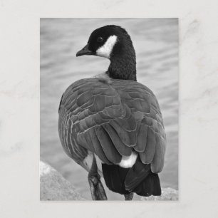 Proud Goose Postcard