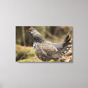 Proud Grouse Canvas Print