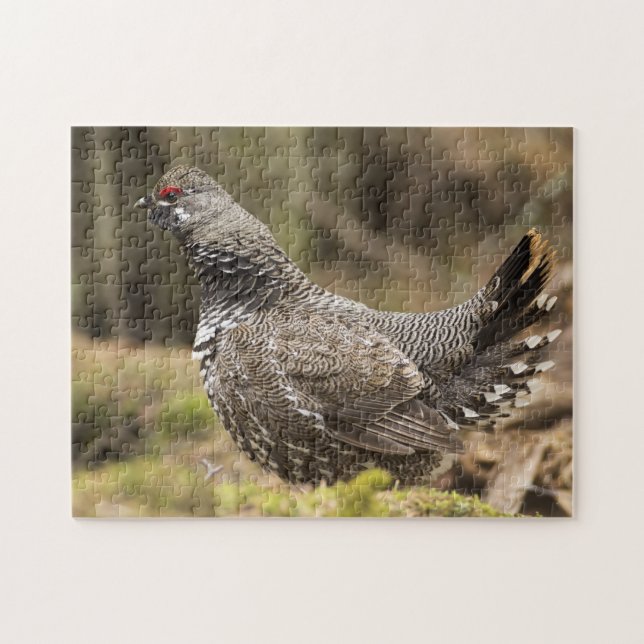 Proud Grouse Jigsaw Puzzle (Horizontal)