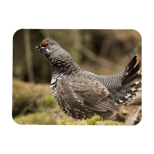 Proud Grouse Magnet (Horizontal)