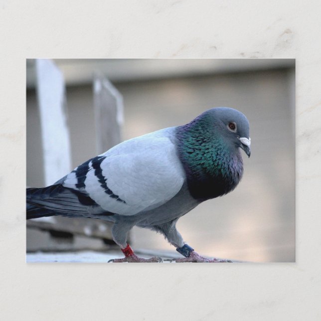 Proud Homing Pigeon Postcard (Front)