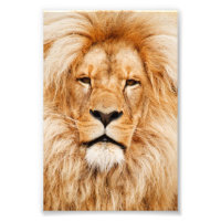 Proud Lion Portrait