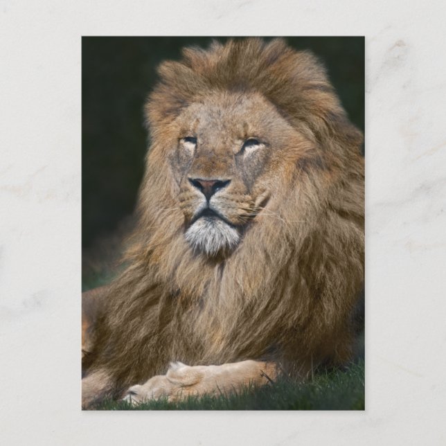 Proud Lion Postcard (Front)