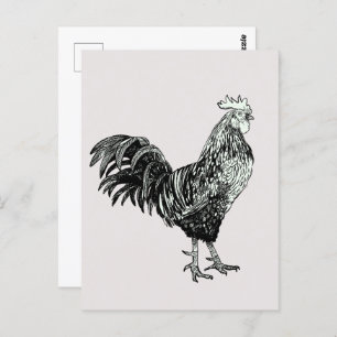 Proud little rooster! postcard