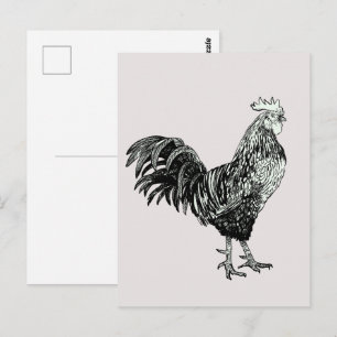 Proud little rooster! postcard