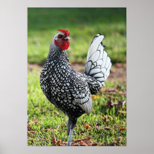 "Proud Little Rooster" Poster