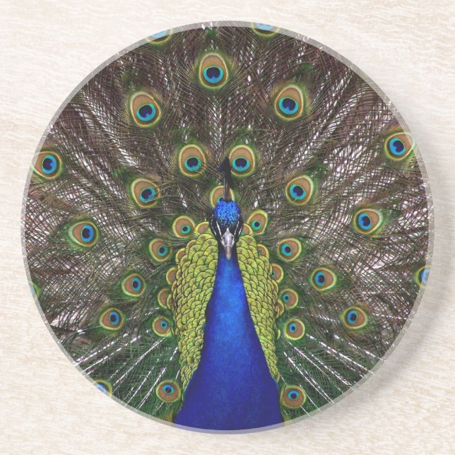 Proud Peacock coaster (Front)