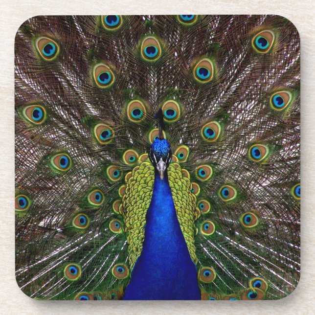Proud Peacock coasters (Front)