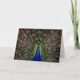 Proud Peacock greeting card