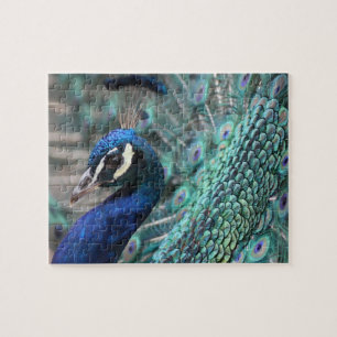 Proud Peacock Jigsaw Puzzle