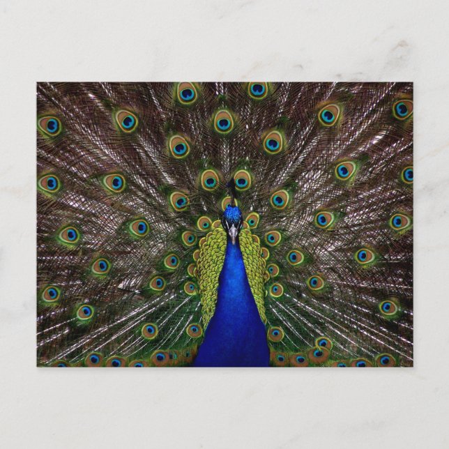 Proud Peacock postcard (Front)