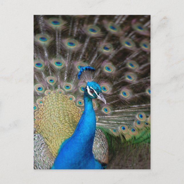 Proud Peacock Postcard (Front)