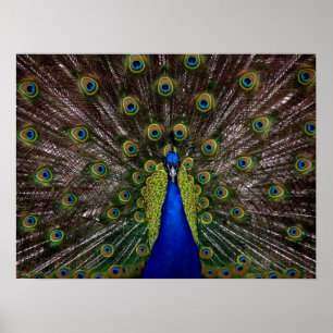 Proud Peacock poster