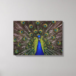 Proud Peaqcock canvas print