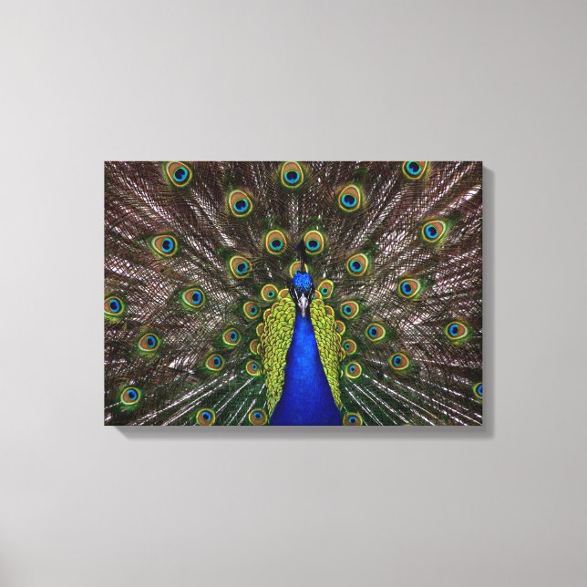 Proud Peaqcock canvas print (Front)