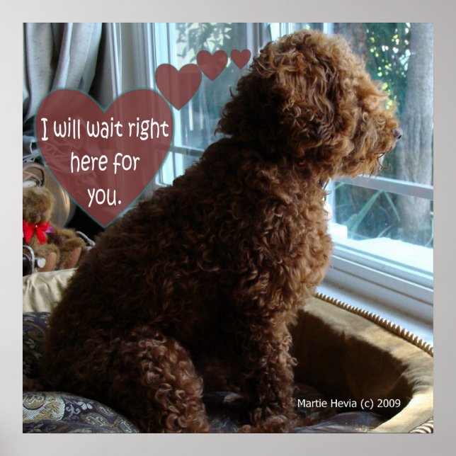 Proud Poodle - Missing You - Poster (Front)