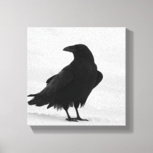 Proud Raven Canvas Print