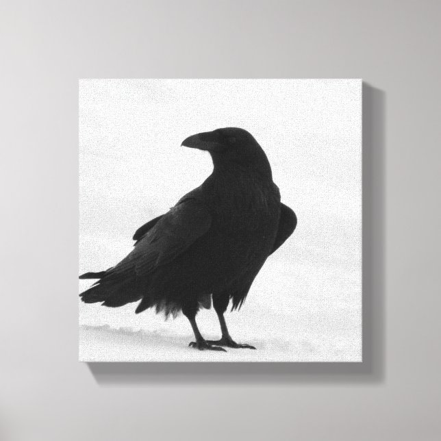 Proud Raven Canvas Print (Front)