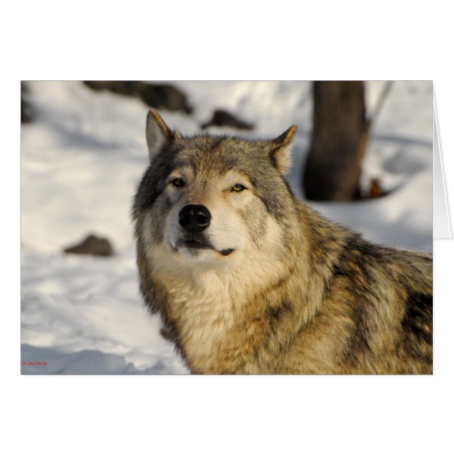 Proud stance (Front Horizontal)