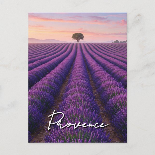 Provence France Lavender Fields  Postcard (Front)