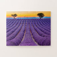 Provence, France. Plateau of Valensole.