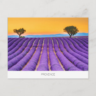 Provence lavender postcard
