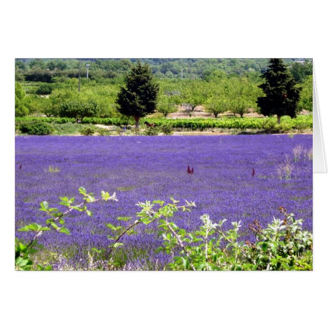 Provencial Lavender, S Cyr (Front Horizontal)