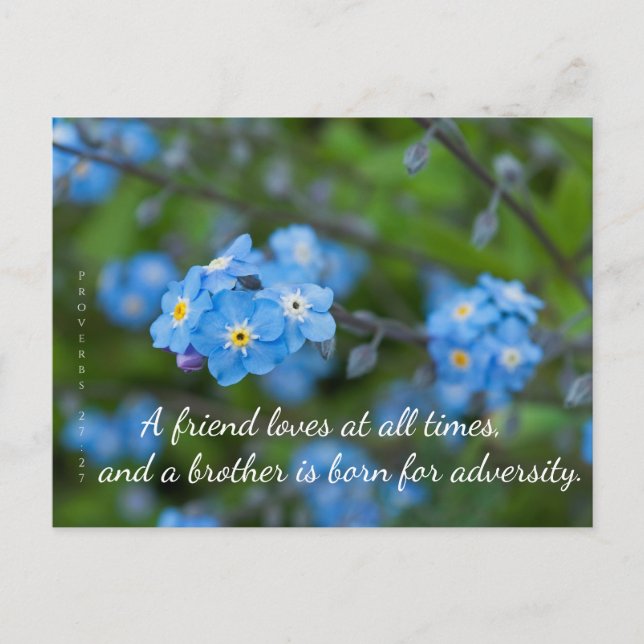 Proverbs 17:17 Forget-Me-Not Postcard (Front)