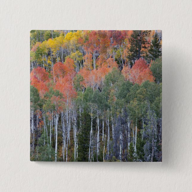 Provo River and aspen trees 15 Cm Square Badge (Front)