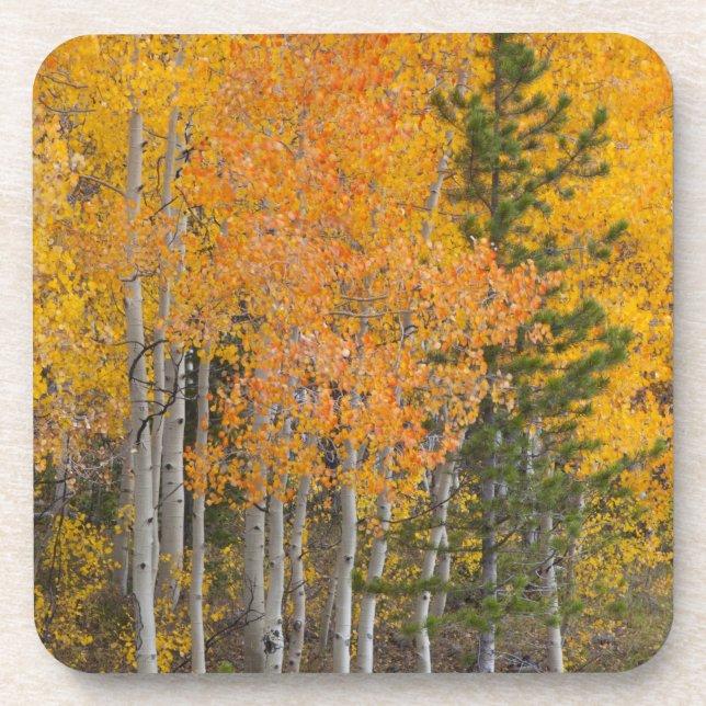 Provo River and aspen trees 7 Coaster (Front)