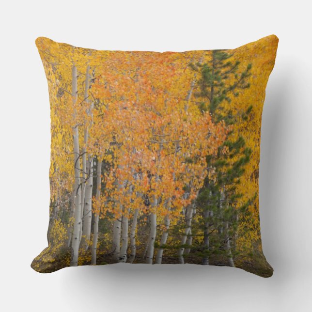 Provo River and aspen trees 7 Cushion (Front)